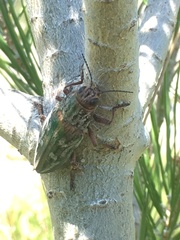 Chalcophora mariana massiliensis