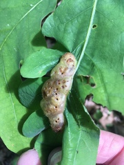 Neuroterus quercusirregularis