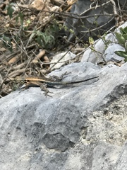 Sceloporus parvus