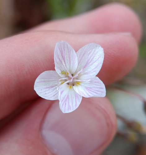 Virginia spring beauty