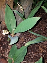 Convallaria