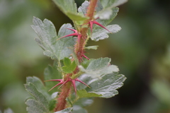 Ribes speciosum