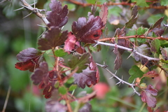 Ribes speciosum