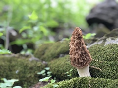 Morchellaceae
