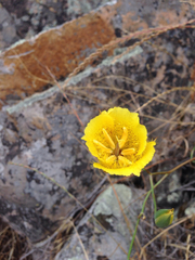 Calochortus weedii