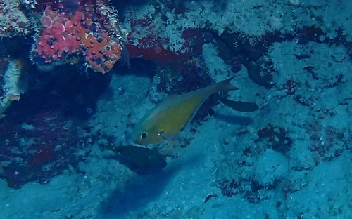 Pempheris adusta observed 2023-11-03