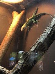 Anolis smallwoodi