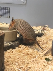 Chaetophractus vellerosus