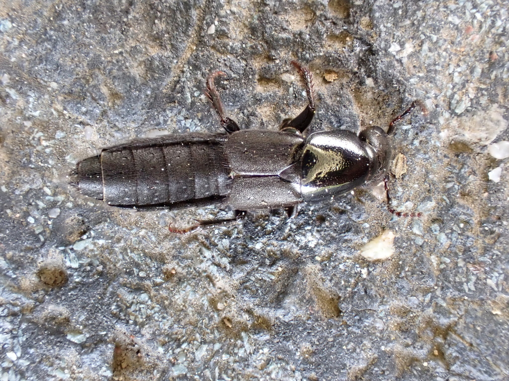 Ocypus fuscatus