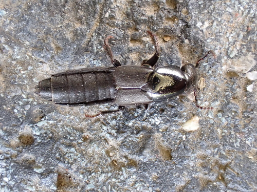 Ocypus fuscatus