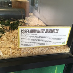 Chaetophractus vellerosus