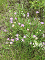 Astragalus laxmannii robustior