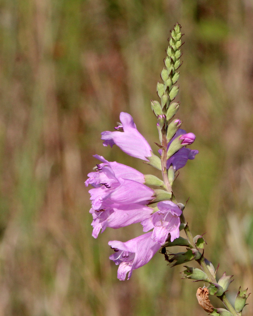 dragonheads and obedient plants