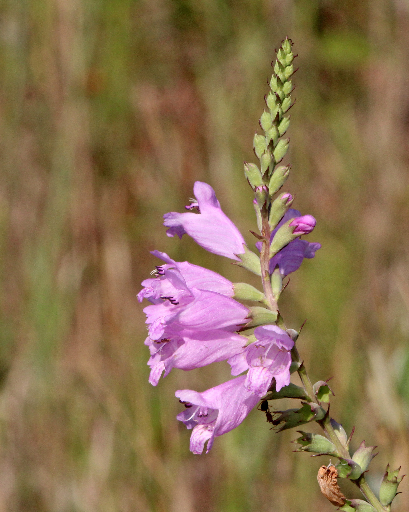 Physostegia