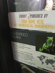 Brachylophus bulabula