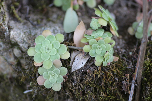 Sedum purdyi Jeps.