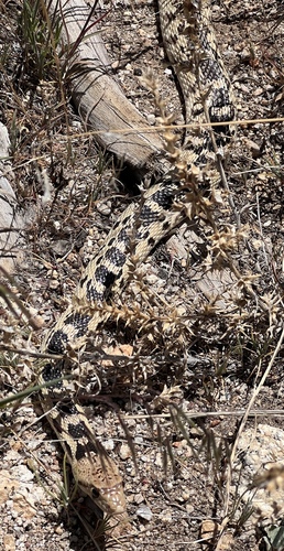 iNaturalist observation photo of Gopher Snake