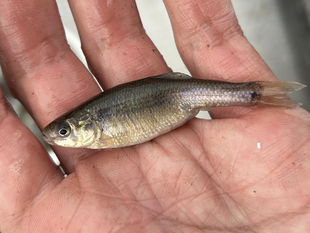 Fathead Minnow in May 2024 by Ryan Grow · iNaturalist