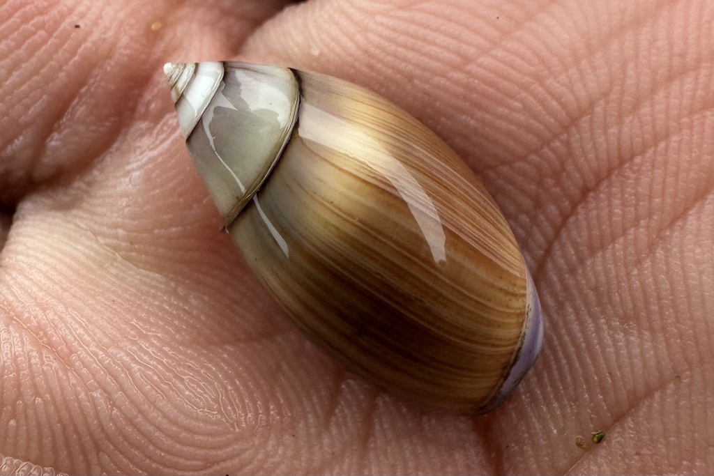 Purple Dwarf Olive Snail