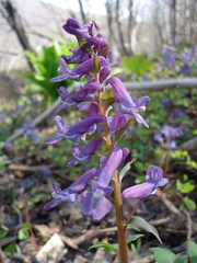 Corydalis ambigua