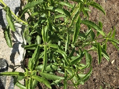 Penstemon heterophyllus