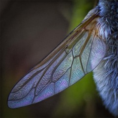 Anastoechus barbatus