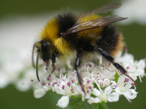 Early Bumble Bee, photo 2 of 10