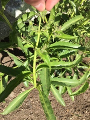 Penstemon heterophyllus