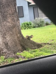 Sciurus niger