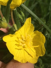 Oenothera sessilis