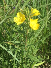 Oenothera sessilis