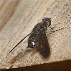 Anthrax aterrimus