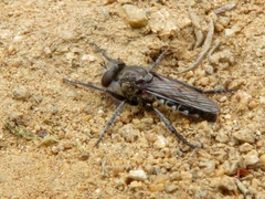 Cyrtopogonini