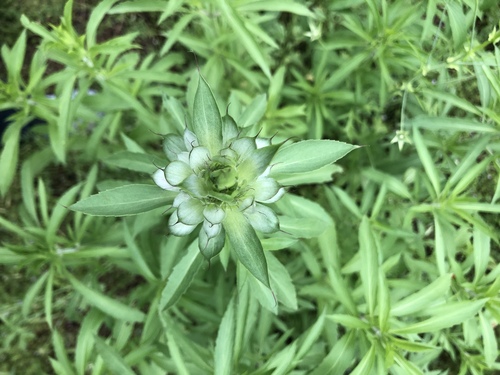 Monarda citriodora