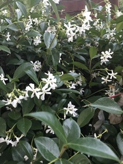 Trachelospermum