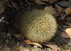 Mammillaria densispina