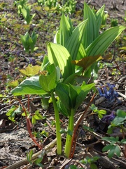 Trillium camschatcense