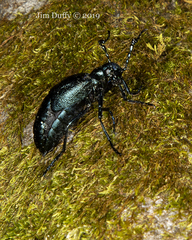 Meloe angusticollis