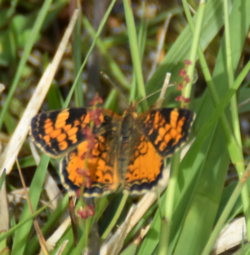 Pearl Crescent photographed in Massachusetts