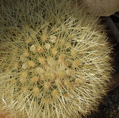 Mammillaria densispina
