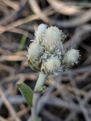 Antennaria neglecta