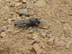 Cyrtopogonini