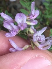 Astragalus distortus engelmannii