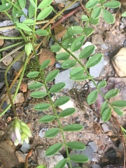 Astragalus distortus engelmannii
