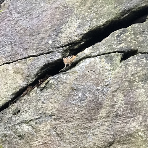 Eastern Chipmunk photographed in Vermont