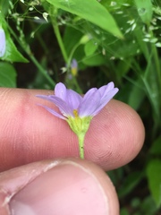 Astranthium ciliatum