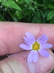 Astranthium ciliatum