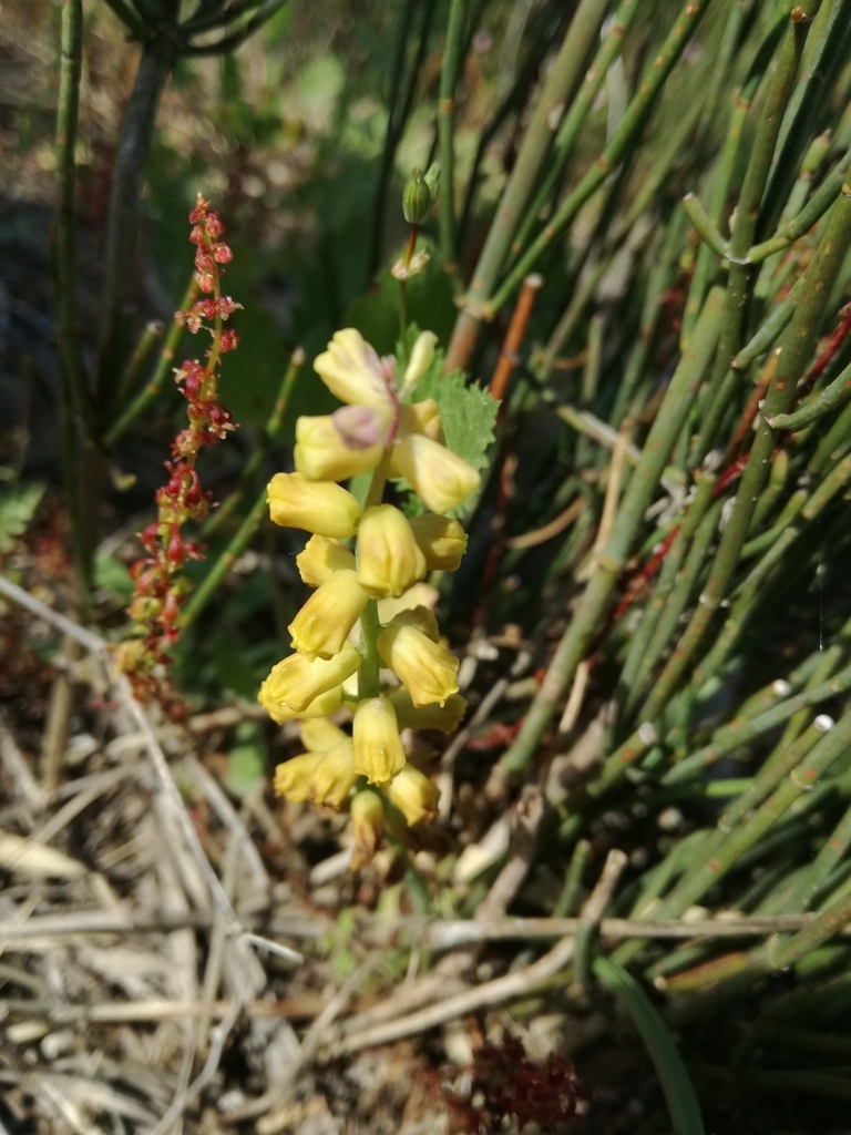 Muscari gussonei