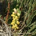 Muscari gussonei - Photo (c) Giuseppe Buscemi, some rights reserved (CC BY-NC), uploaded by Giuseppe Buscemi