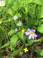 Astranthium ciliatum